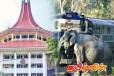 தொடருந்துகளில் யானைகள் மோதுவதற்கு எதிராக அடிப்படை உரிமை மீறல் மனு