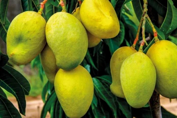 ලක්ෂ 10කට විකිණුන අඹ ගෙඩි තුන - මෙරටින් ඇසෙන පුදුම හිතෙන පුවත..(VIDEO)