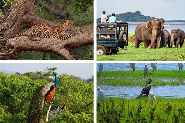 சுற்றுலா பயணிகளுக்காக திறக்கப்பட்டுள்ள தேசிய பூங்காக்கள் | National Parks And Bungalows Reopen For Tourist