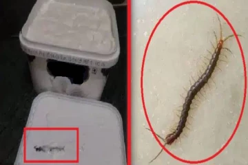 மகனுக்காக ஒன்லைன் ஓர்டர் செய்த ஐஸ்கிரீமில் பூரான் ; அதிர்ச்சியடைந்த தாய்