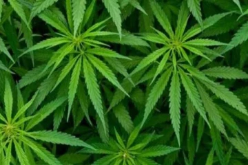 கனடாவில் இந்தப் பகுதியில் கஞ்சா விற்பனைக்கான தடை நீக்கம்