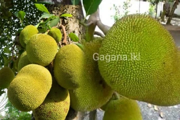 කොස් ගෙඩිය වාර්තා පොත් අතරට යයි..ඔයාටත් මෙහෙම එකක් හමු උනොත් වහාම දැනුම්දෙන්න.