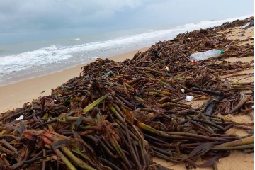 இந்தியாவில் இருந்து வடக்கு கடற்கரைக்கு வரும் ஆற்றுவாழை தாவரங்கள்