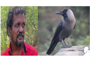 விஷப் பொடி தூவி கொத்துக் கொத்தாக காகங்களை கொன்ற நபர்.. - அதிர்ச்சி சம்பவம்...!