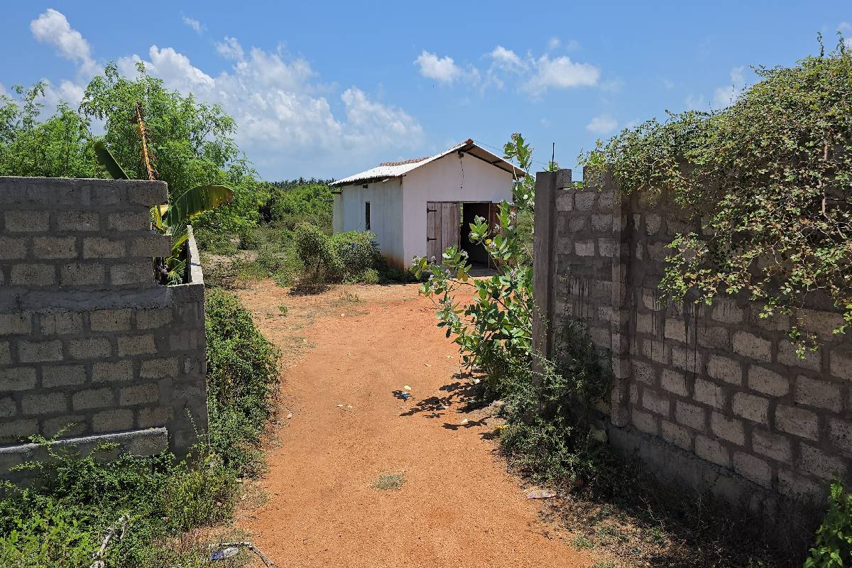 மன்னார் வீதியில் சிதறிக்கிடந்த மனித உடல் பாகங்கள் ; இழுத்துச் செல்லும் நாய்கள் | Human Body Parts Scattered On Mannar Streets