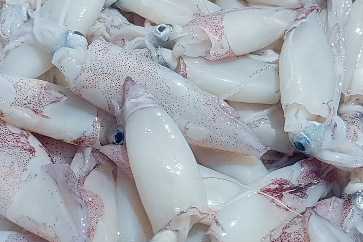 கொழுப்பை குறைக்கும் முள் இல்லாத மீன் | Benefits Of Eating Squid Fish கொழுப்பை குறைக்கும் முள் இல்லாத மீன் | Benefits Of Eating Squid Fish