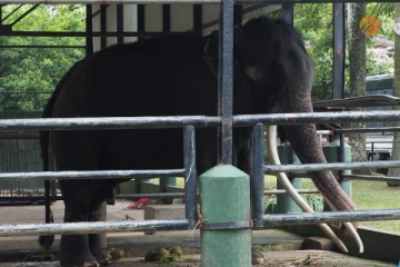 இலங்கையில் நோய்வாய்ப்பட்டுள்ள தாய்லாந்து யானை தொடர்பில் கடும் விமர்சனம்