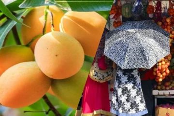 இலங்கையில் சடுதியாக குறைவடைந்துள்ள மாம்பழத்தின் விலை
