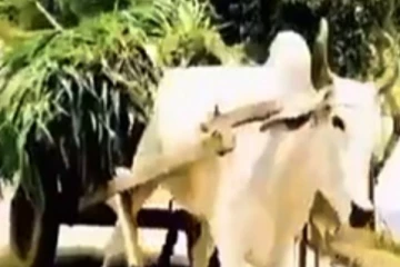 மனிதரை போல யோசித்து அடுத்த நொடியே மாடு செய்த செயல்....! ஐந்தறிவு ஜீவனுக்குள் இப்படி ஒரு ஞானமா?