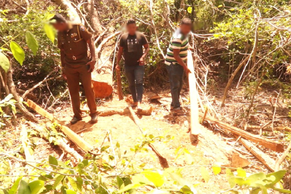 சட்டவிரோதமாக மரக்கடத்தலில் ஈடுபட்ட நால்வர் கைது(Photo) | Arrested Illegal Timber Smuggling Forest