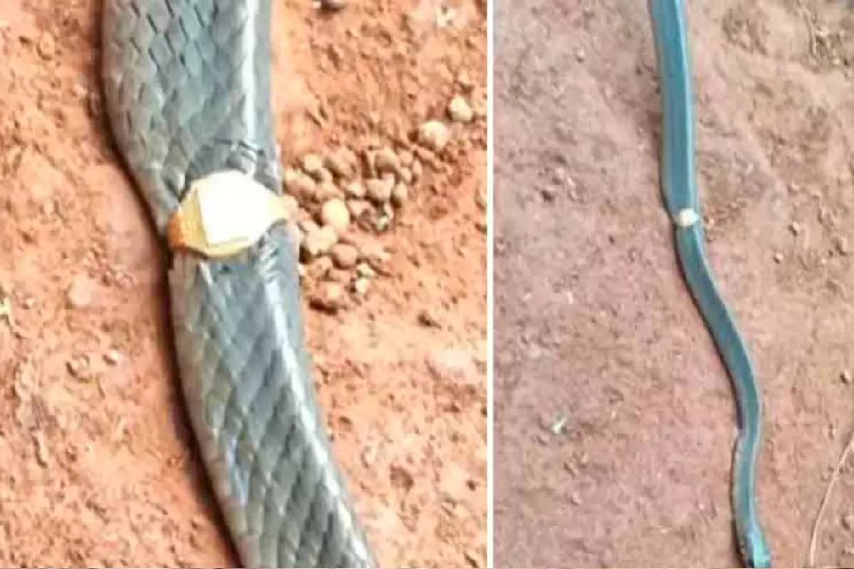 பாம்பின் உடலில் சிக்கிய தங்க மோதிரம் - தூங்கிட்டு வாங்கடா அந்த தங்கத்த! | Snake Stuck In Gold Ring