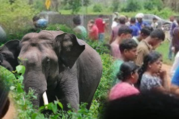 யானை தாக்குதலில் வயோதிபர் ஒருவர் உயிரிழப்பு: திருகோணமலையில் சம்பவம்