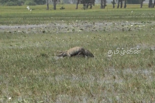 மட்டக்களப்பில் முதலை நடமாட்டம் அதிகரிப்பு! பொதுமக்களுக்கு விடுக்கப்பட்ட அறிவுறுத்தல் | Crocodile Activity Increases In Batticaloa மட்டக்களப்பில் முதலை நடமாட்டம் அதிகரிப்பு! பொதுமக்களுக்கு விடுக்கப்பட்ட அறிவுறுத்தல் | Crocodile Activity Increases In Batticaloa