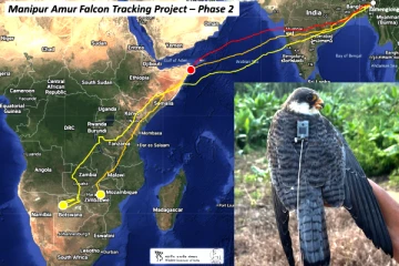 5,000 கி.மீ. பறந்து சாதனை படைத்த இந்திய பால்கன் பறவைகள்