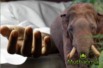 யானையின் தாக்குதலில் உயிரிழந்த குடும்பஸ்தர்