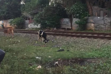 வவுனியாவில் மாடுகளால் மோட்டர் சைக்கிளில் சென்ற பெண்ணுக்கு நேர்ந்த விபரீதம்