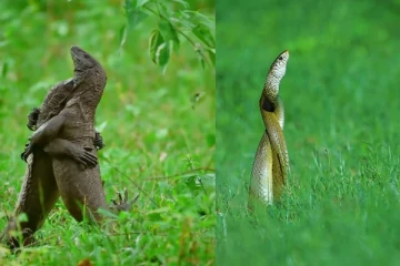 மிருகங்கள் ஒன்றை ஒன்று அணுகும் அரிய காட்சி! வைரல் வீடியோ