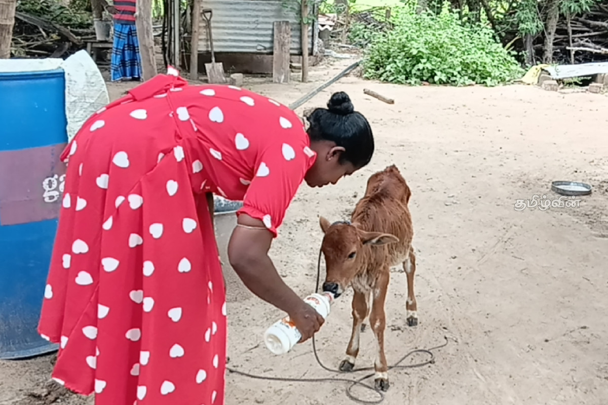 கிளிநொச்சியில் அதிகரித்துள்ள கால்நடை திருட்டு - பாதிக்கப்பட்ட நபரின் கோரிக்கை | Cattle Theft On The Rise In Kilinochchi கிளிநொச்சியில் அதிகரித்துள்ள கால்நடை திருட்டு - பாதிக்கப்பட்ட நபரின் கோரிக்கை | Cattle Theft On The Rise In Kilinochchi