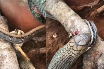 நாகப்பாம்புவிடம் சிக்கிய குட்டி பாம்பு - விழுங்கிய பகீர் காட்சி