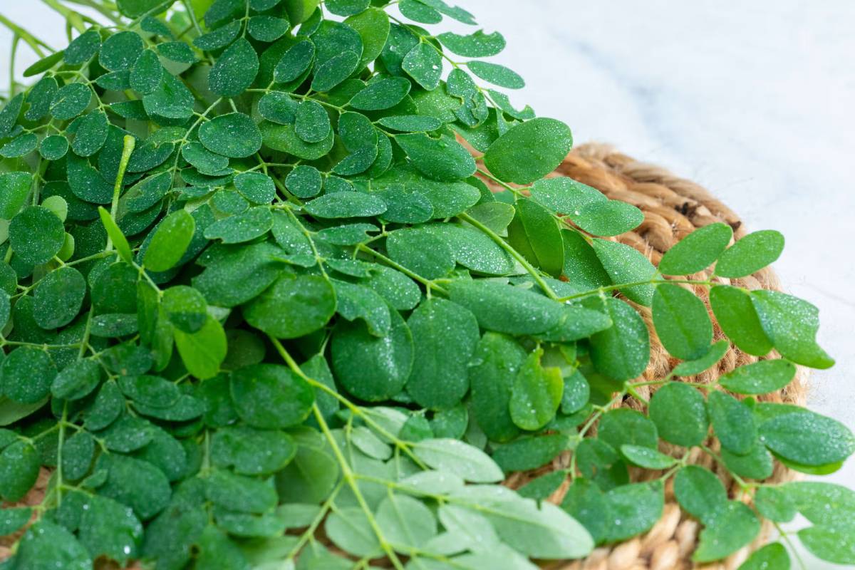 தினமும் ஒரு கைப்பிடி முருங்கை இலை.., கிடைக்கும் நன்மைகள் என்னென்ன? | Health Benefits Of Eating Drumstick Leaves
