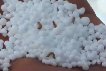 ගොවීන්ට දුන් පොහොරවල පණුවන් - පනුවා ගැන හොයන්න විශේෂ විමර්ෂන..