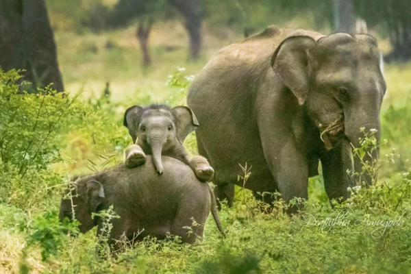 வெடிமருந்து உட்கொண்ட யானை குட்டி | Baby Elephant Eats Explosives Anuradhapura
