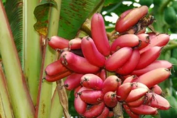 செவ்வாழையை தொடர்ந்து சாப்பிடுவதால் ஏற்படும் நன்மைகள்: என்னென்ன தெரியுமா?