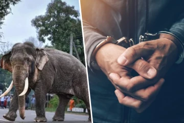 காவந்திஸ்ஸ காட்டு யானை மரணம் - அரச அதிகாரி ஒருவர் கைது