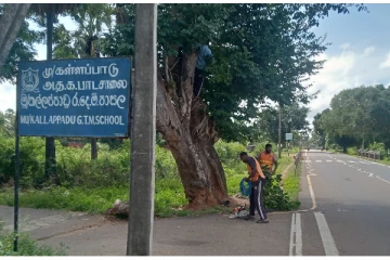முல்லைத்தீவில் பாடசாலை மாணவர்களுக்கு அச்சுறுத்தலாக அமைந்த மரம்(Photos)