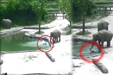 குளத்தில் தவறிவிழுந்து தத்தளித்த குட்டியானை! தாய் யானை தரமான செயல்