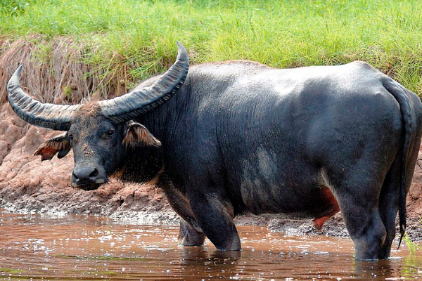 வெள்ளத்தால் சிதைந்து போன குடும்பத்துக்கு எருமைமாட்டால் வந்த மற்றுமொரு பேரிடி | Flood Hit Family Harmed Again By Buffalo வெள்ளத்தால் சிதைந்து போன குடும்பத்துக்கு எருமைமாட்டால் வந்த மற்றுமொரு பேரிடி | Flood Hit Family Harmed Again By Buffalo