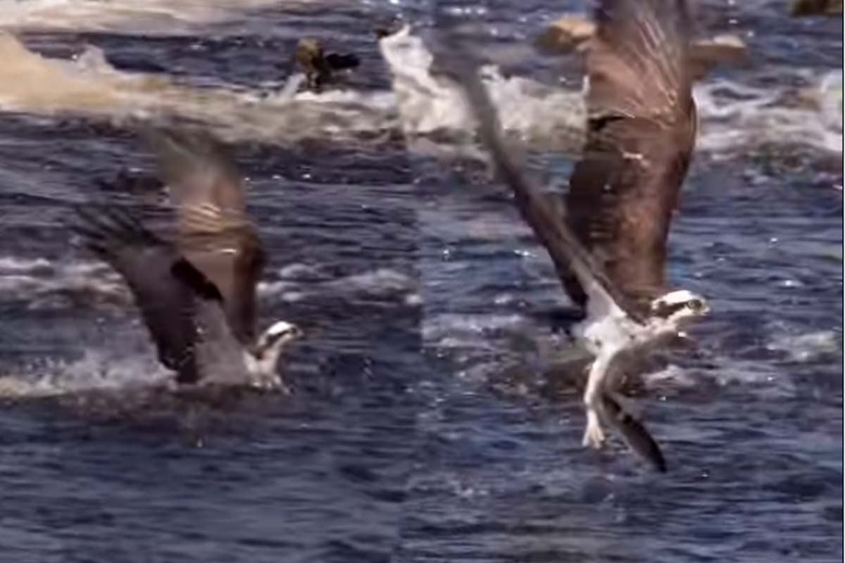 Viral Video: உயரே பறந்த கழுகு... சட்டென மீனை வேட்டையாடிய காட்சி | Eagle Very Hight Flying See And Hunt Fish Viral Video: உயரே பறந்த கழுகு... சட்டென மீனை வேட்டையாடிய காட்சி | Eagle Very Hight Flying See And Hunt Fish