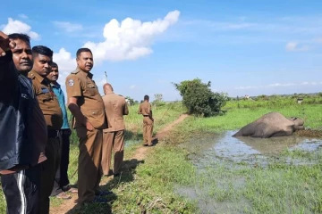 யானையொன்று காயங்களுடன் மீட்பு