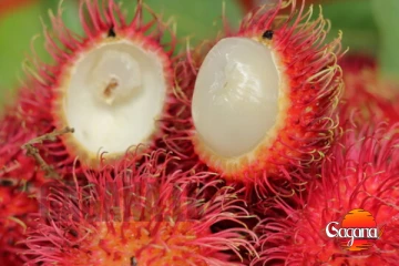 රඹුටන් නිසා පැතිරෙන මාරාන්තික ලෙඩක් මෙන්න