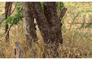 படத்தில் ஒளிந்திருக்கும் சிறுத்தை! கவனித்து சொல்லுங்க கண்டுபிடிக்க முடிகிறதா?