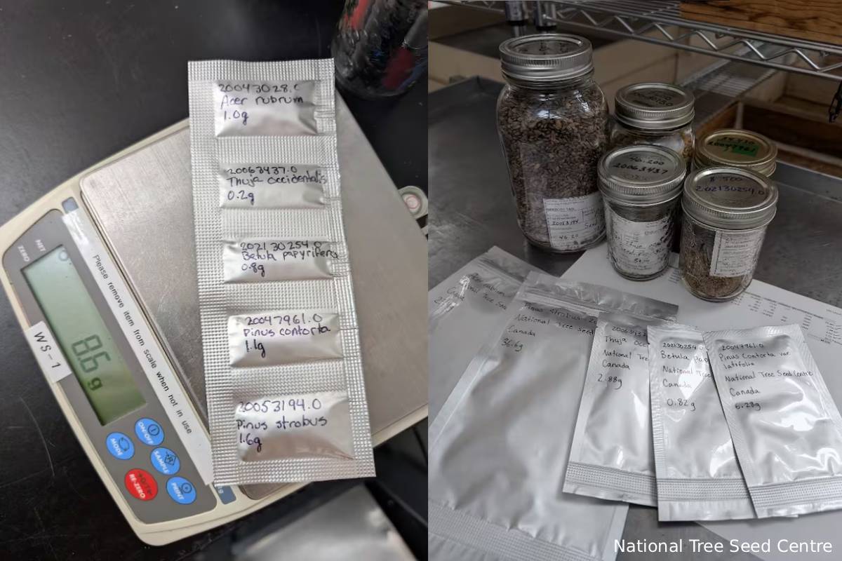 விண்வெளிக்கு விதைகளை அனுப்பும் கனடா... ஒரு சுவாரஸ்ய தகவல் | Canadian Seeds Are Send To Moon By Artemis 2