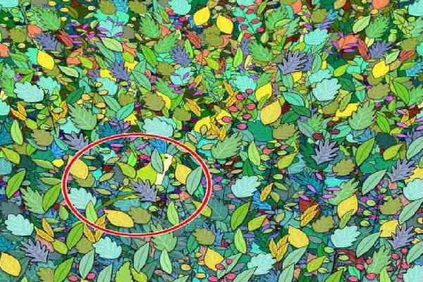 ஐந்து வினாடிகளில் இதில் மறைந்திருக்கும் கிளியை கண்டுபிடிக்க முடியுமா? | Iq Test If You Can Spot The Parrot In 5 Seconds