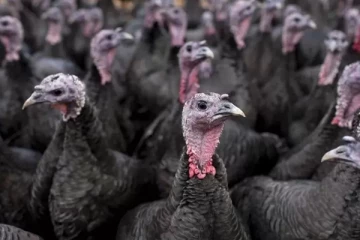 பிரித்தானிய அரசாங்கம் விதித்துள்ள கடுமையான கட்டுப்பாடு!