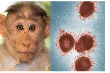 கொரோனா போல் மனிதருக்கு மனிதர் பரவுகிறதா மங்கி பி வைரஸ்? அறிகுறிகள் என்னென்ன? எப்படி பரவுகிறது?