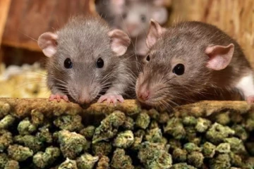 500 கிலோ கஞ்சாவை எலி சாப்பிட்டது! நீதிமன்றத்தை அதிரவைத்த பொலிஸ் அறிக்கை