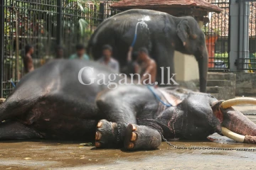 දළදා පෙරහැරට එක් වූ අලි ඇතුන්ට පැවති රෝගී තත්වයක් ගැන අනාවරණයක්. - තවත් රෝග පරීක්ෂණයකට සැරසෙයි.