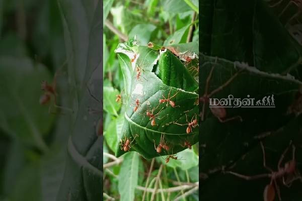 ஒற்றுமைக்கு உதாரணமாக வாழும் முசுடு... மெய்சிலிர்க்க வைக்கும் எறும்பு இனம்! | Weaver Ants Ants That Live As An Example Of Unity