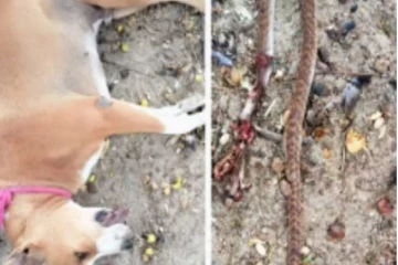 வீட்டிற்குள் புகுந்த பாம்பை கடித்து கொன்று குடும்பத்தையே காப்பாற்றிய நாய்! சுருண்டு விழுந்து இறந்த சோகம்