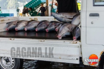 මාළු ලොරියකින් අල්ලස් ගත්තැයි PHIලාට චෝදනා