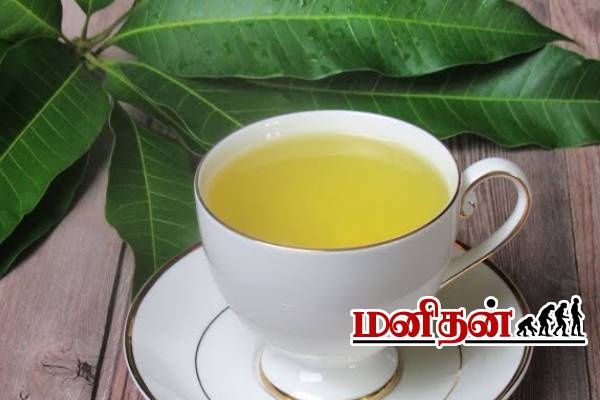 வாரத்திற்கு இரண்டு தடவை குடிங்க.. வயிறு பிரச்சினைகள் தீரும்! | Benefits Of Drinking Mango Leaves Tea