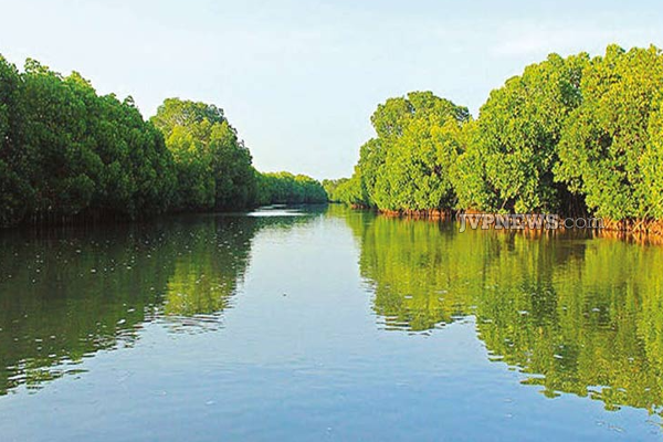 mangrove forests