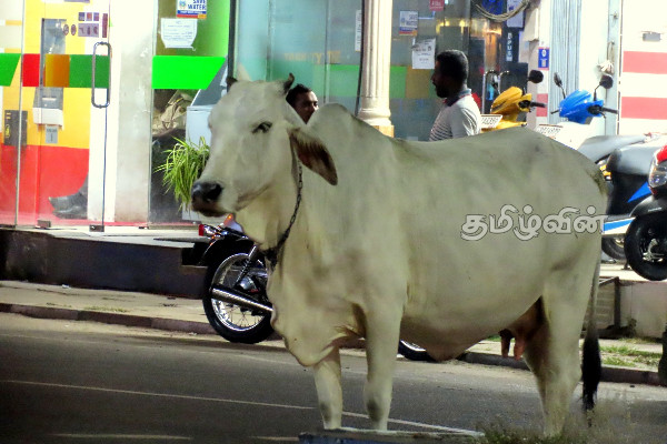 போக்குவரத்துக்கு இடையூறாகும் கட்டாக்காலி மாடுகள்: பொதுமக்கள் விசனம் | Cattle Cows Obstructing Traffic