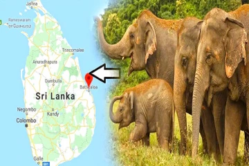 மட்டக்களப்பில் யானைகள் சரணாலயம் அமைக்க கோரிக்கை
