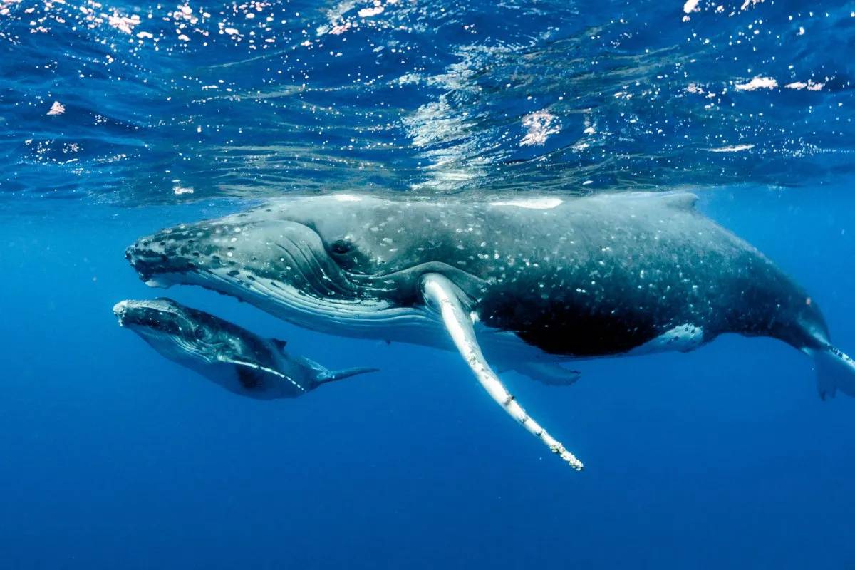 மனிதர்கள் 200 ஆண்டு வாழ முடியுமா? திமிங்கலத்தின் புரதத்தை வைத்து நடைபெறும் ஆய்வு | Protein In Whales Could Help Humans Live 200 Years