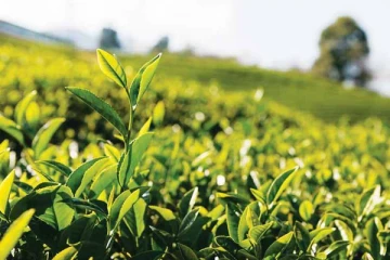 இலங்கை தேயிலை அதிக விலைக்கு விற்பனை